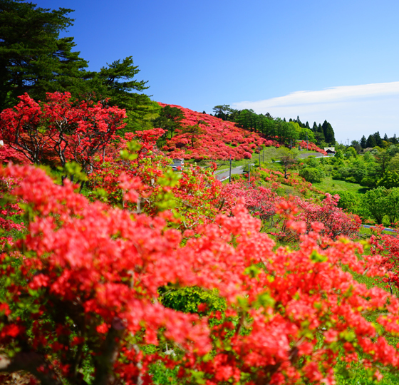 田束山のつつじ
