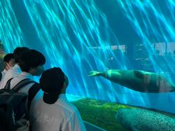 生徒たちが目の前の大きな水槽を泳ぐアザラシを見ている写真