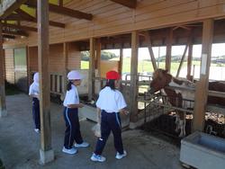 馬がいる厩舎の前で、赤白の帽子をかぶった生徒3人が恐る恐る餌やり体験をしている様子を写した写真