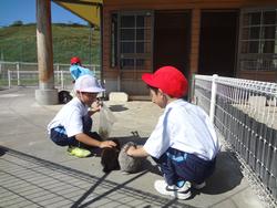 赤白帽子をかぶった男子生徒が黒色とグレーの2匹のウサギに触れて楽しんでいる様子の写真