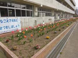 校舎の横の花壇に列ごとに色分けされピンク色、白色、オレンジ色と満開のチューリップの写真