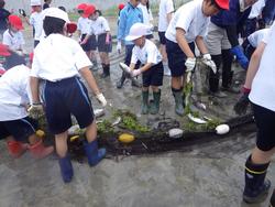白と赤の帽子をかぶった小学生たちが、長靴を履いて浅瀬に立ち、網にかかった魚を捕獲している様子を捉えた写真