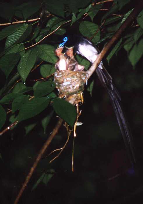 巣にとまった尾羽の長いサンコウチョウが雛に餌を与える写真
