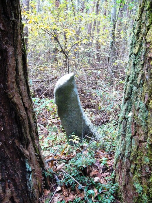 緑豊かな森林の中で、2本の木の間に、苔むした細長く、反った石碑がたっている山谷寺跡の板碑の写真