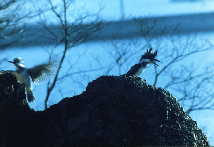 青空と木の枝を背景に、岩の上で一羽が飛び立ちもう一羽が岩の上にとまっているヤマセミの写真