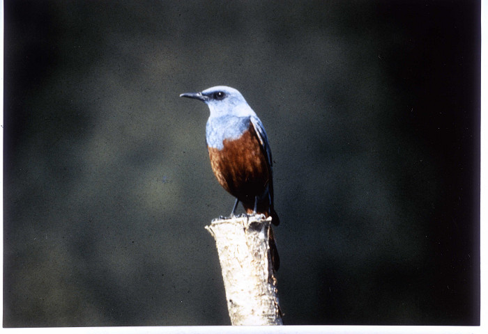 青白い頭と茶色の体を持つイソヨヒヨドリが枝にとまっている写真