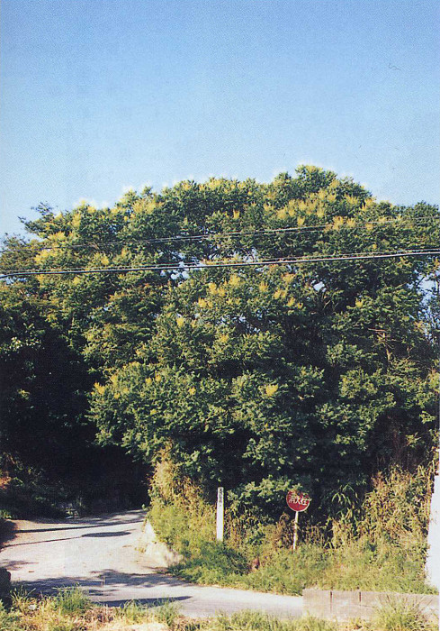 道を覆うように黄緑色の葉が生い茂っているモクゲンジの写真