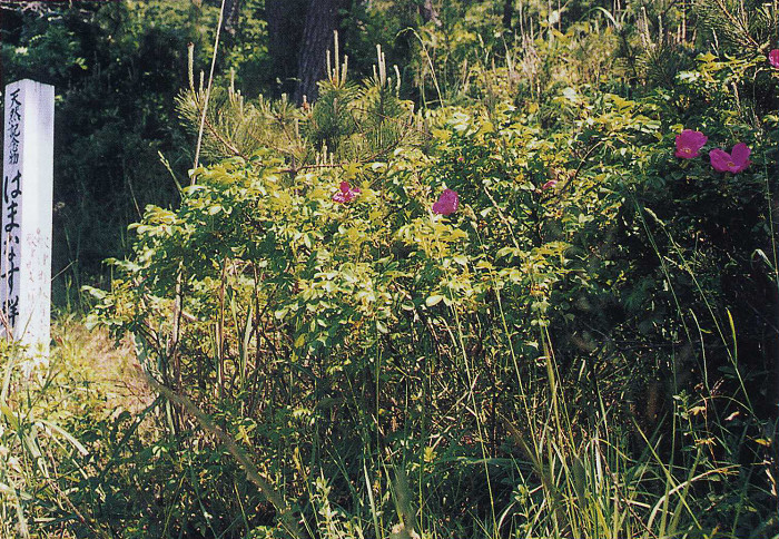 左側に「はまなす群」と書かれた白い縦型の看板が設置されたそばで緑の葉とピンク色の花をつけた低木が草地に生えている写真