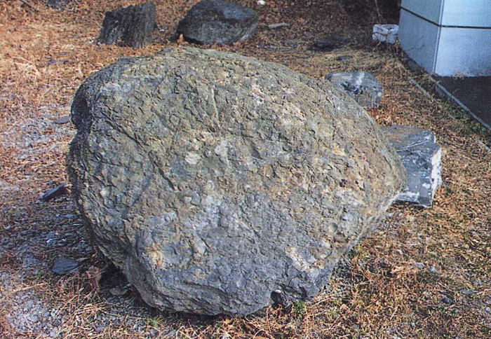 地面の上に大きなごつごつした皿貝化石標本が置かれている写真