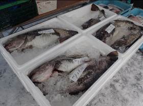 鱈が氷詰めにされた発泡スチロールの箱が4つ並んで置かれている様子の写真