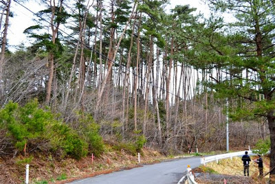 舗装された山道の両側に細長い木が立ち並び、右側のガードレールの内側に立つ2人の人物が写っている造成前の様子を示した高台移転地の写真