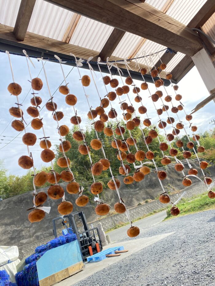 屋根のある軒下に、ひもに通した数多くの干し柿が吊るされて天日干しされている秋の風景の写真