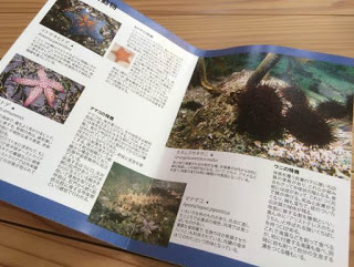ヒトデやウニなど海の生き物について説明と写真が載った冊子を開いた状態を写した写真