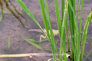 水の中で緑の稲の傍を黄緑色のしっぽのついたカエルが泳いでいる様子を写した写真