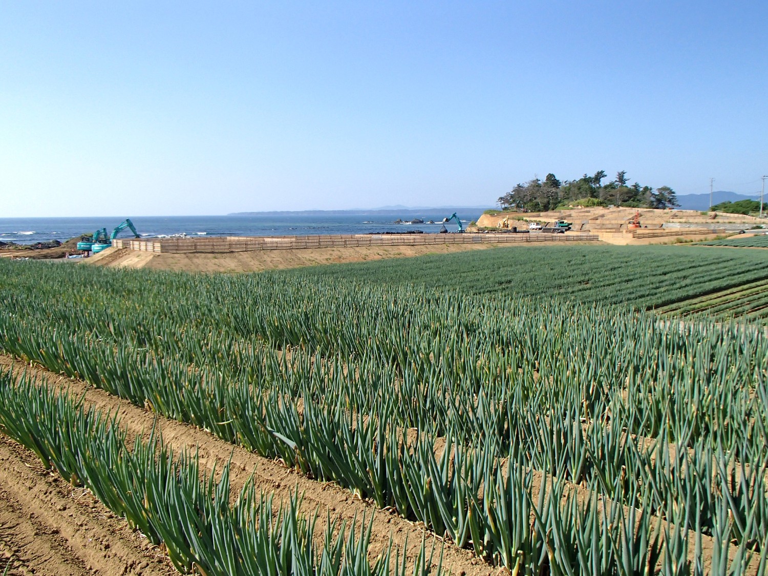 奥に重機が作業している造成地が見える、広々とした海沿いの畑に青々としたネギが整然と植えられているネギ畑の写真