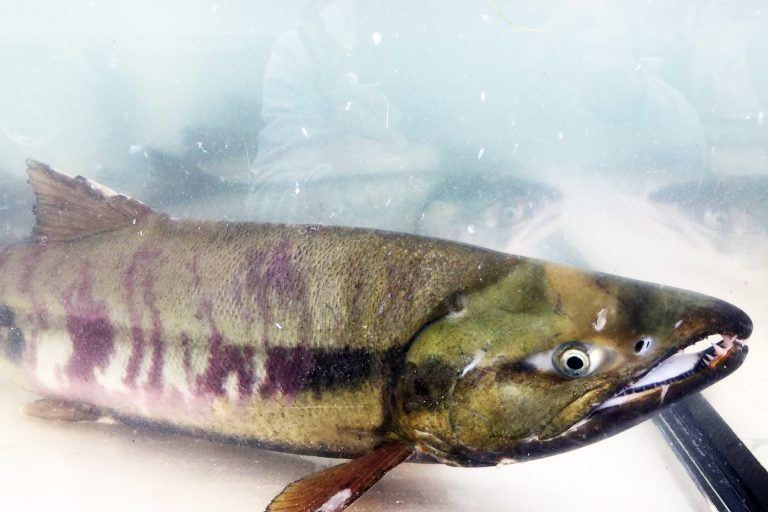 口は尖って前に突き出し、上下のあごには鋭い歯が並んでいるサケの写真