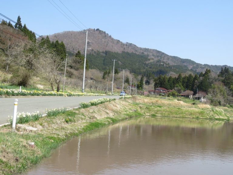どかな田舎道を車が通り、道路沿いに黄色や白のスイセンの花々が咲き並び、その横には水がはられた茶色く濁った田んぼが広がり、奥に山が見える春の農村風景の写真