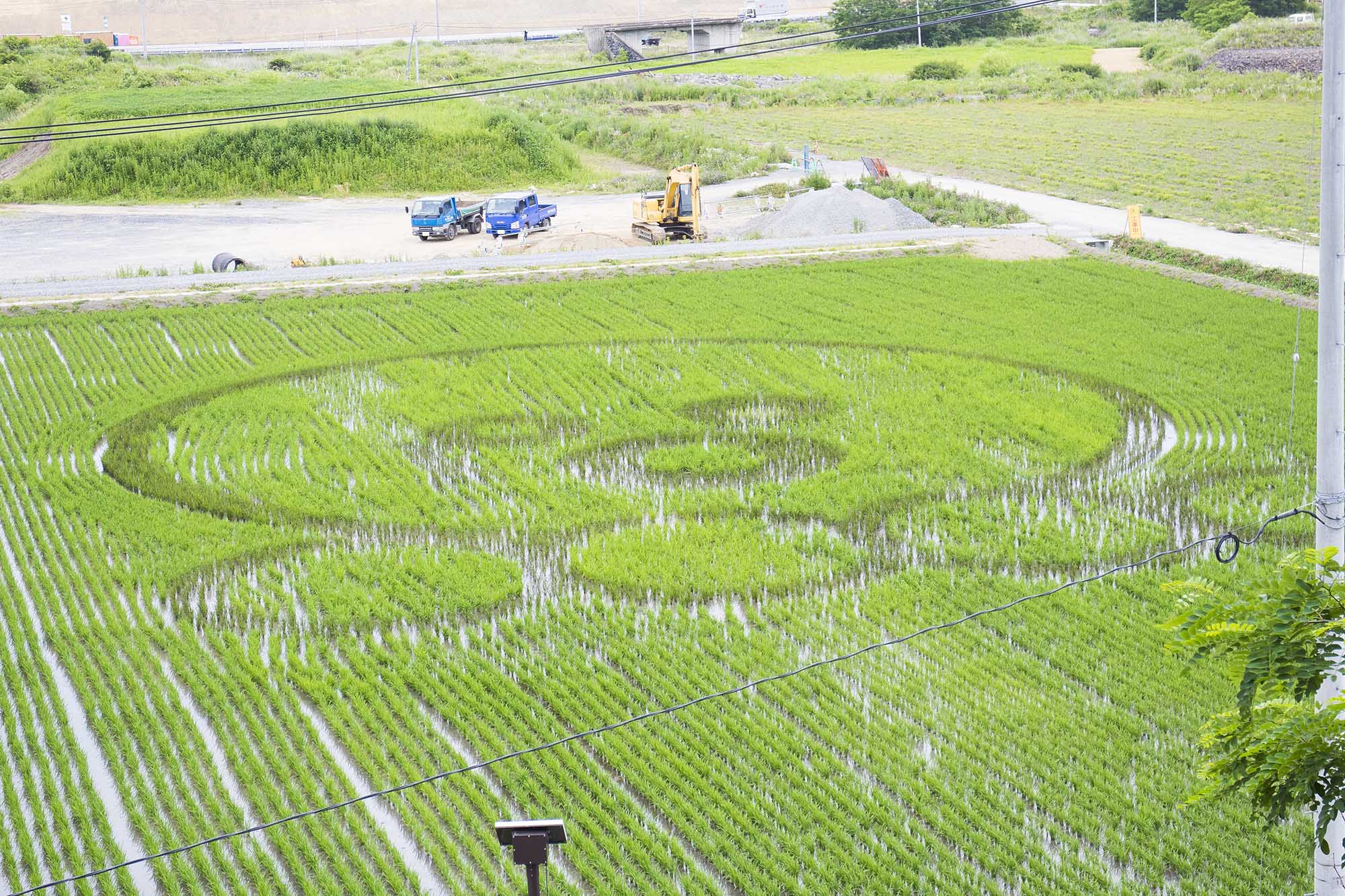 水田に異なる色の稲を使って、タコのキャラクターの顔が大きく描かれている田んぼアートの様子を高い場所から撮影した写真