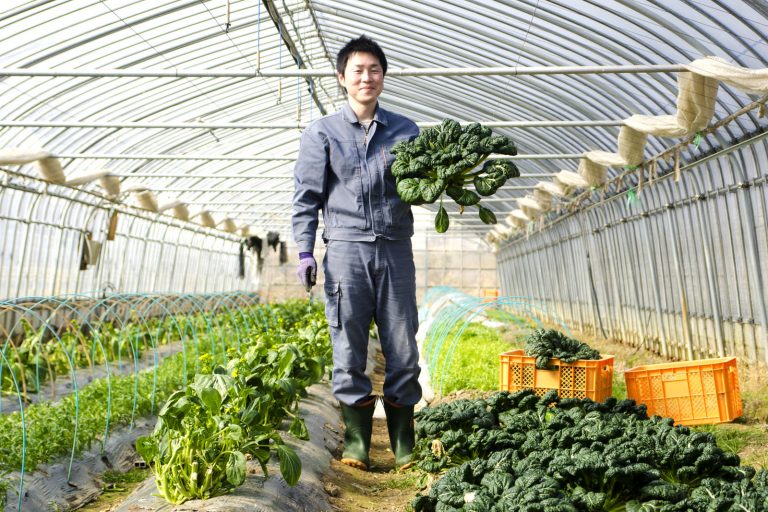 沢山の野菜が植えられたビニールハウス内の通路に葉物野菜を持って立つ、薄い青色の作業服を着て長靴を履いた佐藤さんの写真