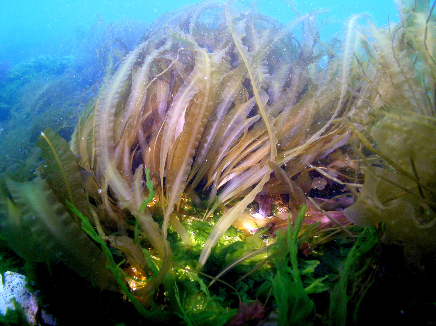 海中で撮影された昆布やワカメなどの海藻が生い茂る豊かな海藻群落の写真