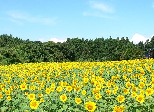 真っ青な空の下で、広大な畑一面に鮮やかな黄色いヒマワリの花が咲き乱れ、その後ろには緑の濃い木々が連なっている風景写真