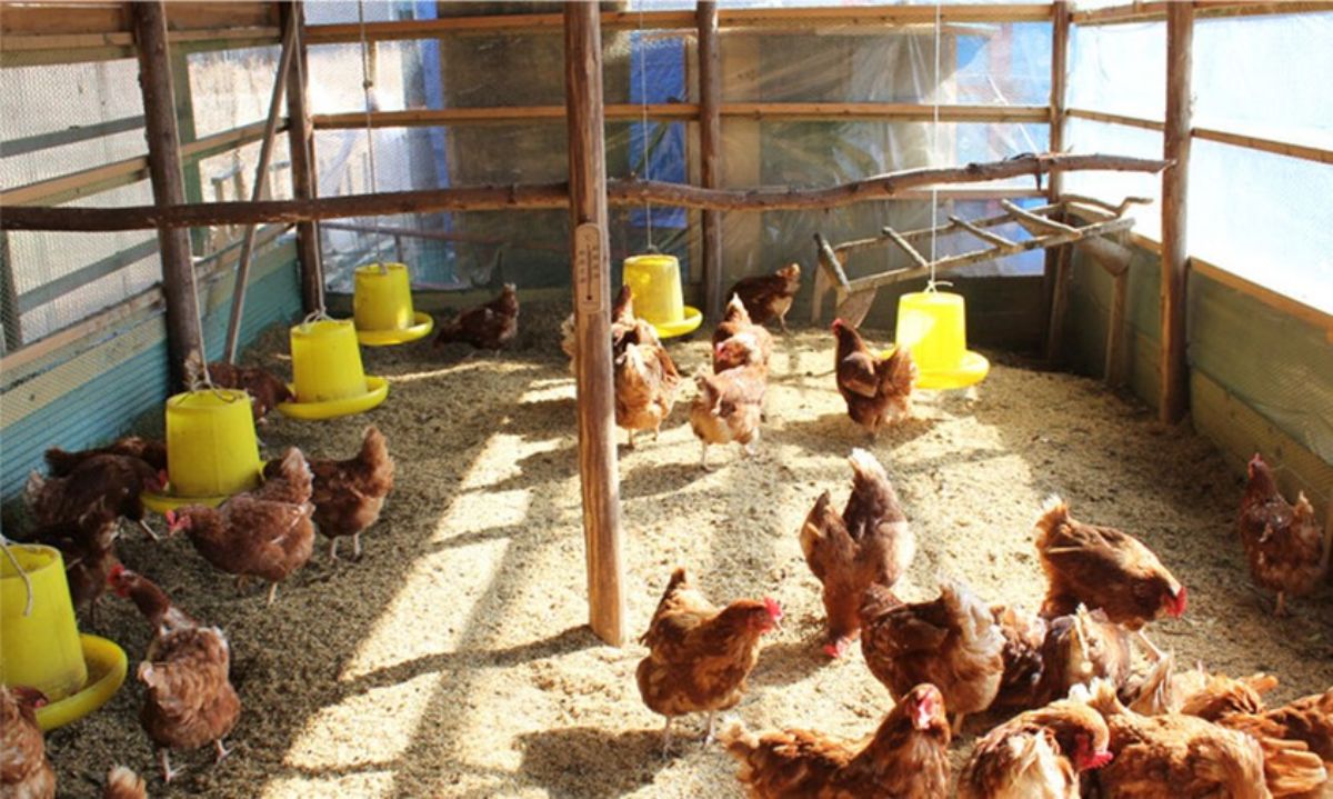 多数の茶色い鶏が木造の鶏舎の中で餌をついばみながら過ごしており、黄色い餌箱や止まり木も設置されている写真