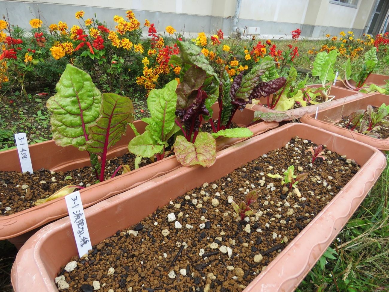 学校の敷地内に置かれた複数の茶色のプランターにスイスチャードのような野菜が植えられ、手前にはクラス名が書かれた名札が挿してある野菜の栽培記録の写真