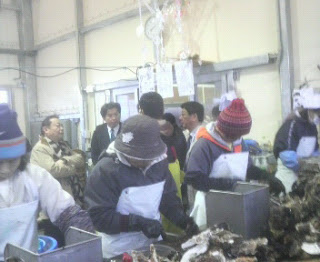 数人の作業員が防寒具を着て手袋をはめ、作業台の上でかき処理をしている工場に根本匠復興大臣が視察に訪れている様子の写真