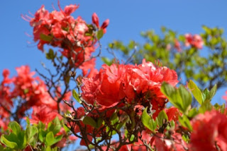 青空の下鮮やかな赤い色をしたツツジの花をアップで写した写真