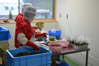 ピンク色の容器を使い、透明な袋に海藻を詰める作業員2人が分業して作業している食品袋詰め作業の写真