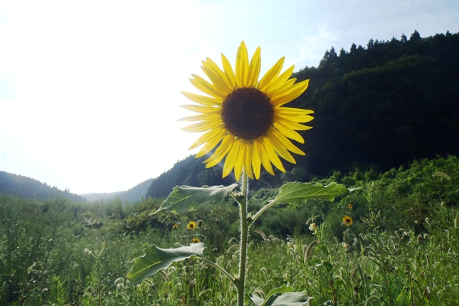 夏の青空のもと、山に囲まれた緑の野原の中央に、一輪のひまわりが太陽に向かってまっすぐ咲いているひまわりの写真