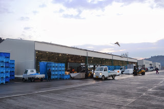 軽トラックやフォークリフトが並び、明け方の空の下で市場の建物の前に大量の青いコンテナが積まれていて、初セリの準備が行われている様子が見える魚市場の外観の写真