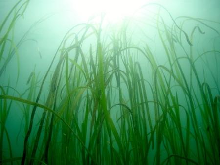 水中を照らす光と水中内の植物の写真