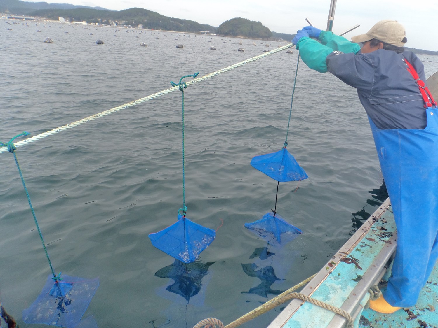 奥に陸地が見える海の上で小型の船の上に乗った漁師が、青いネット状の袋を複数連ねたロープを海中に降ろしている牡蠣の養殖作業の写真