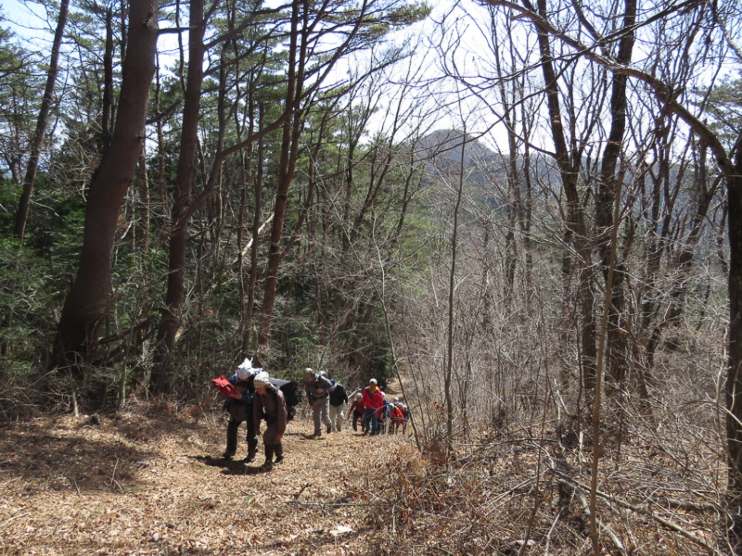 数人の登山者が木々に囲まれた自然豊かな山道を登っている様子が写っている写真