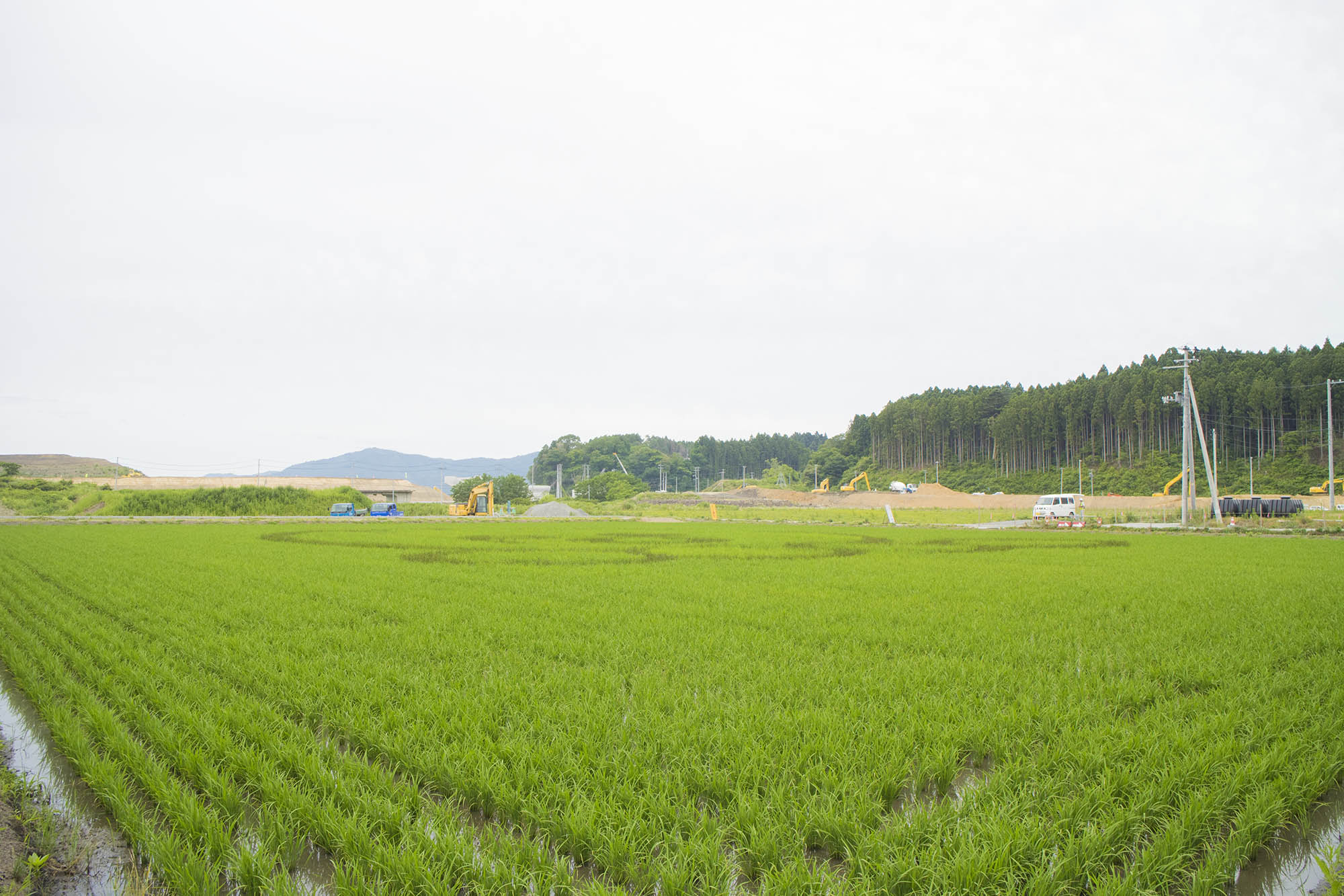 田んぼアートが施されている田んぼを低い位置から撮影した写真