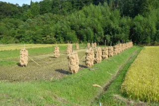 田んぼの稲を刈り取り、稲束を立てかけて自然乾燥させている様子の写真