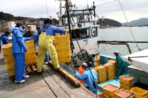漁船の上に乗った、たくさんの黄色いプラスチック製のカゴに詰められた大量のイサダを、作業服を着た漁師たちが協力して次々と陸揚げしている様子の写真