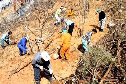 土がむき出しになった斜面で、作業服を着用したたくさんの人々が、鍬やスコップを使って土を掘ったりして植樹を行っている様子の写真