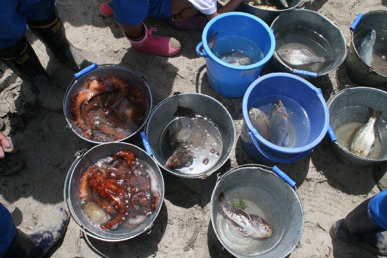 砂浜に並べられた複数のバケツに魚やタコなどの海の生き物が水とともに入っている様子を上から撮影した写真