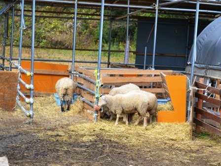 周囲にはパイプや木の柵で作られた飼育スペースの囲いのある柵の中で、三頭の羊が干し草を食べている写真