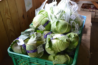 緑色のプラスチック製コンテナに沢山のキャベツが入っており、透明な袋に包まれたものや、紫色のラベルが貼られたキャベツが木の台の上に置かれている写真