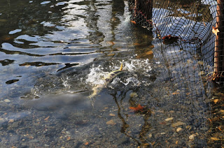 透明に透き通った川の水面で水しぶきを上げながら勢いよく飛び跳ねる魚の様子をとらえた写真