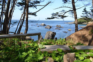 丸太のベンチが置かれている細い木々の隙間から海が見える景色の写真