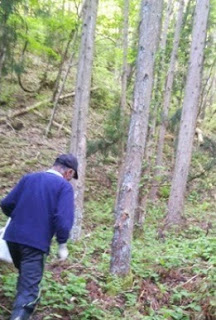 木々が鬱蒼と生い茂っている森の斜面を、青い服に黒い帽子を被った男性が歩いている後ろ姿の写真