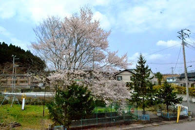 住宅地の道路沿いにある、フェンスに囲まれ遊具が設置された公園に、満開の桜の木がある写真