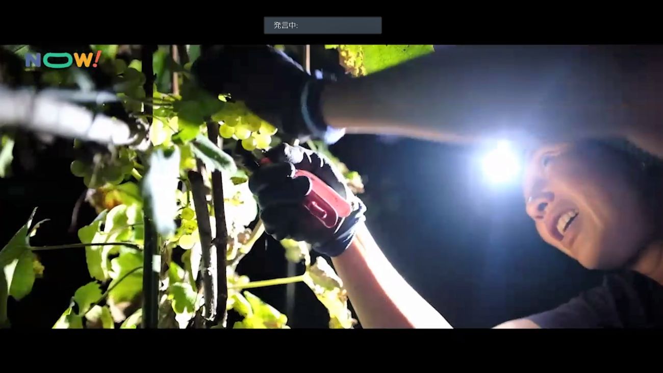 夜間にヘッドライトをつけた人物がブドウの房をハサミで収穫しており、明かりの下でブドウ畑の作業をしている様子を下から撮影した写真