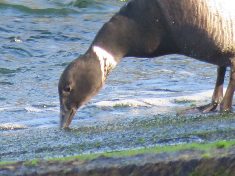 波打ち際の岩場で頭を下げて海藻をついばみながら餌を探しているコクガンの写真