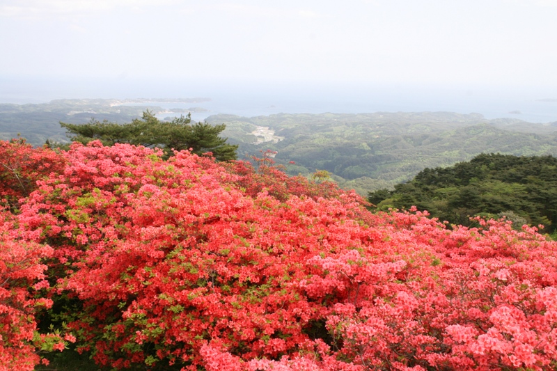 山頂に鮮やかな赤やピンクのつつじが一面に咲き誇り、その下には緑の山々と海が広がる風景を広がる、田束山の写真