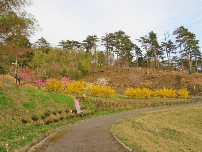 奥の斜面には背の高い松の木が立ち並び、なだらかな丘の右に向かってカーブする遊歩道沿いに、黄色やピンクの春の花が咲いた木々が並んでいる写真